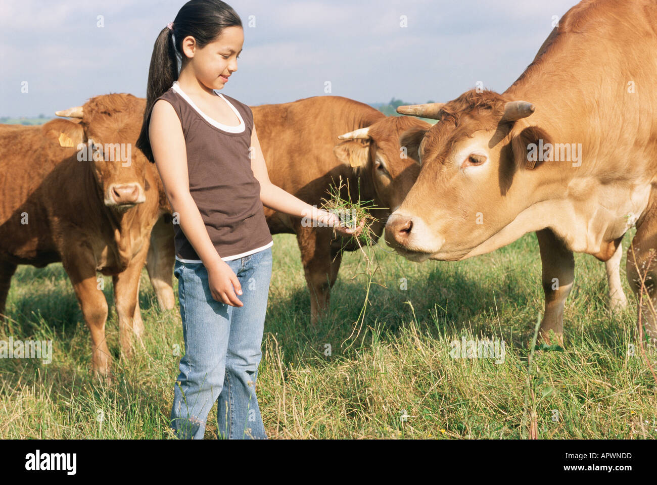 Mädchen-Fütterung-Kuh Stockfoto