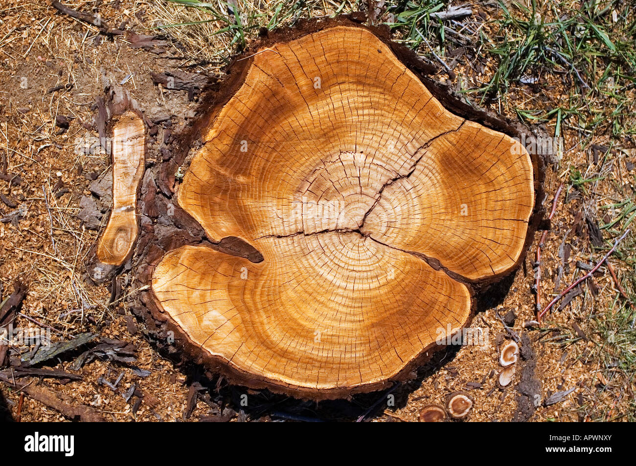 Jahrringe in eine abgespeckte Baum Stockfoto