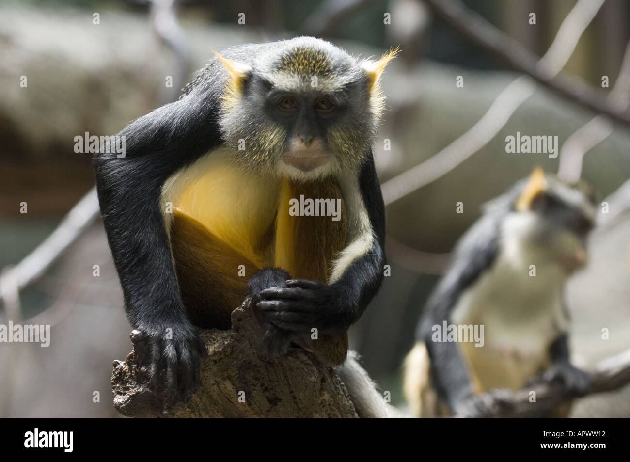 Die Guenon ist eine afrikanische Wald Affe diesein gehört eine gesunde  Familie im Bronx Zoo in New York Stockfotografie - Alamy