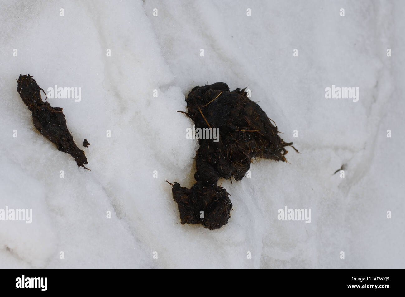 Eisbär Ursus Maritimus scat auf dem Packeis 1002 Küstenebene der Arctic National Wildlife Refuge Alaska Stockfoto