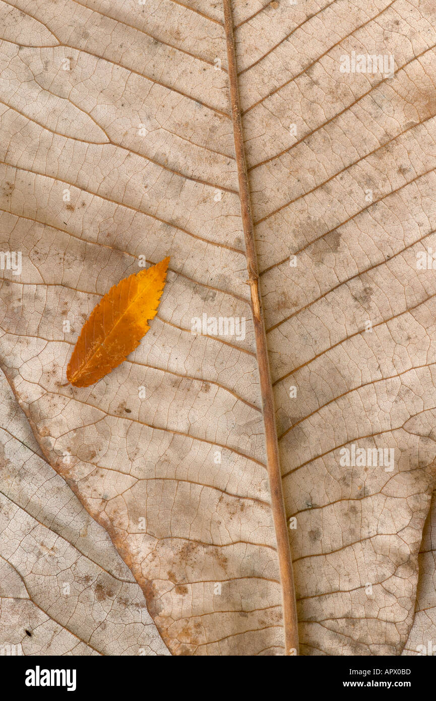 Abstrakte Muster der Blätter im Herbst Stockfoto