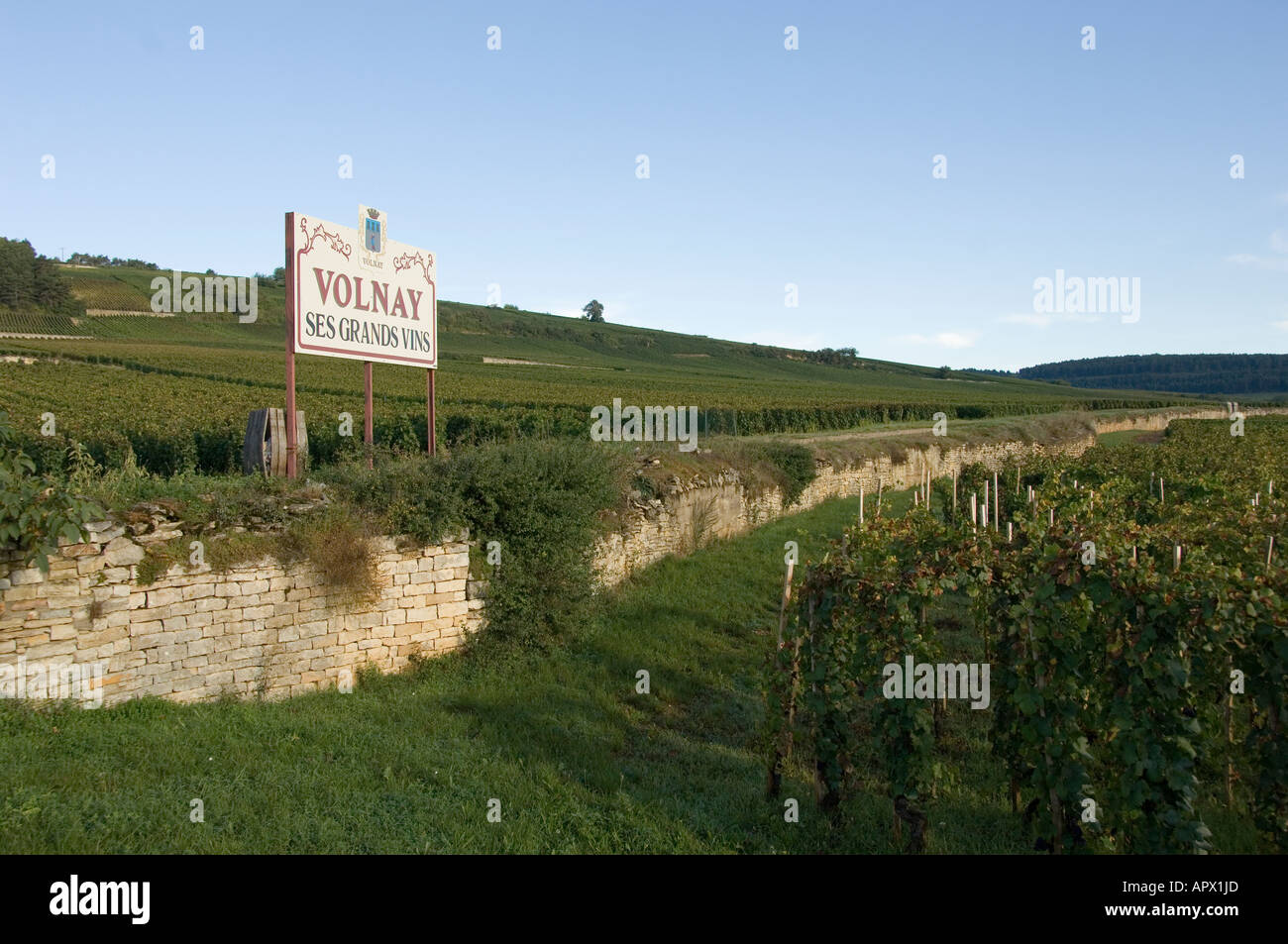 Volnay ses Grands Vins Wegweiser inmitten von Weinbergen am nördlichen Eingang zum Dorf, Burgund, Frankreich Stockfoto