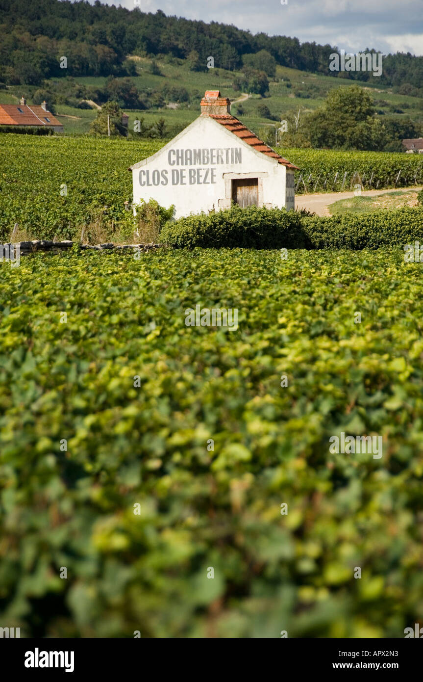 Clos de Beze grand Cru Weingut neben Chambertin Weinberge südlich von Gevrey Chambertin Dorf, Burgund, Frankreich Stockfoto