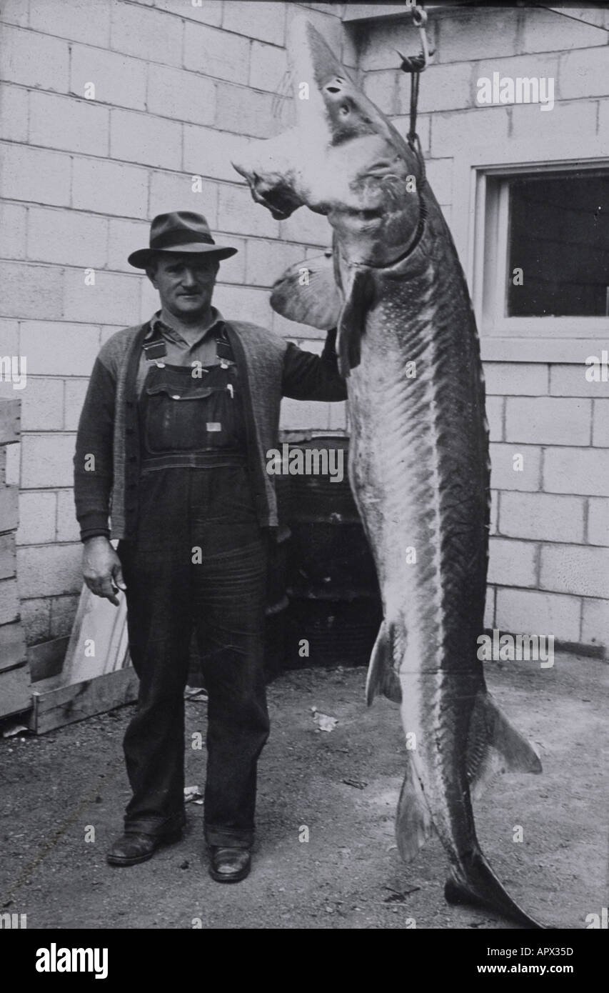Historisches Foto von einem Mann stand neben einem neun Fuß lange Stör fing er in der Snake River in Idaho Stockfoto