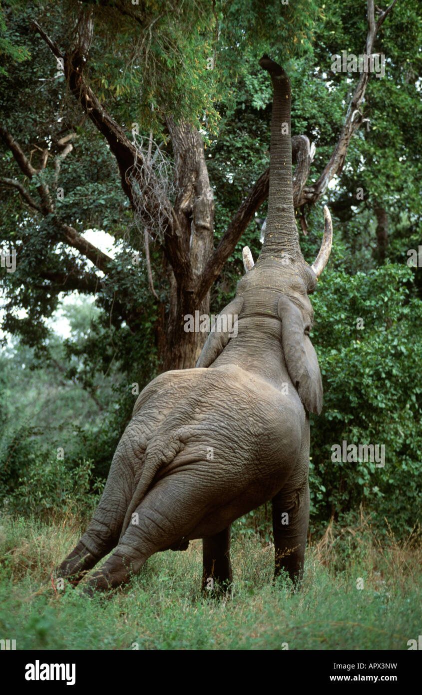 Elefant (Loxodonta Africana) für Pods auf einer Akazie Albida (Feidherbia Albida) zu erreichen Stockfoto