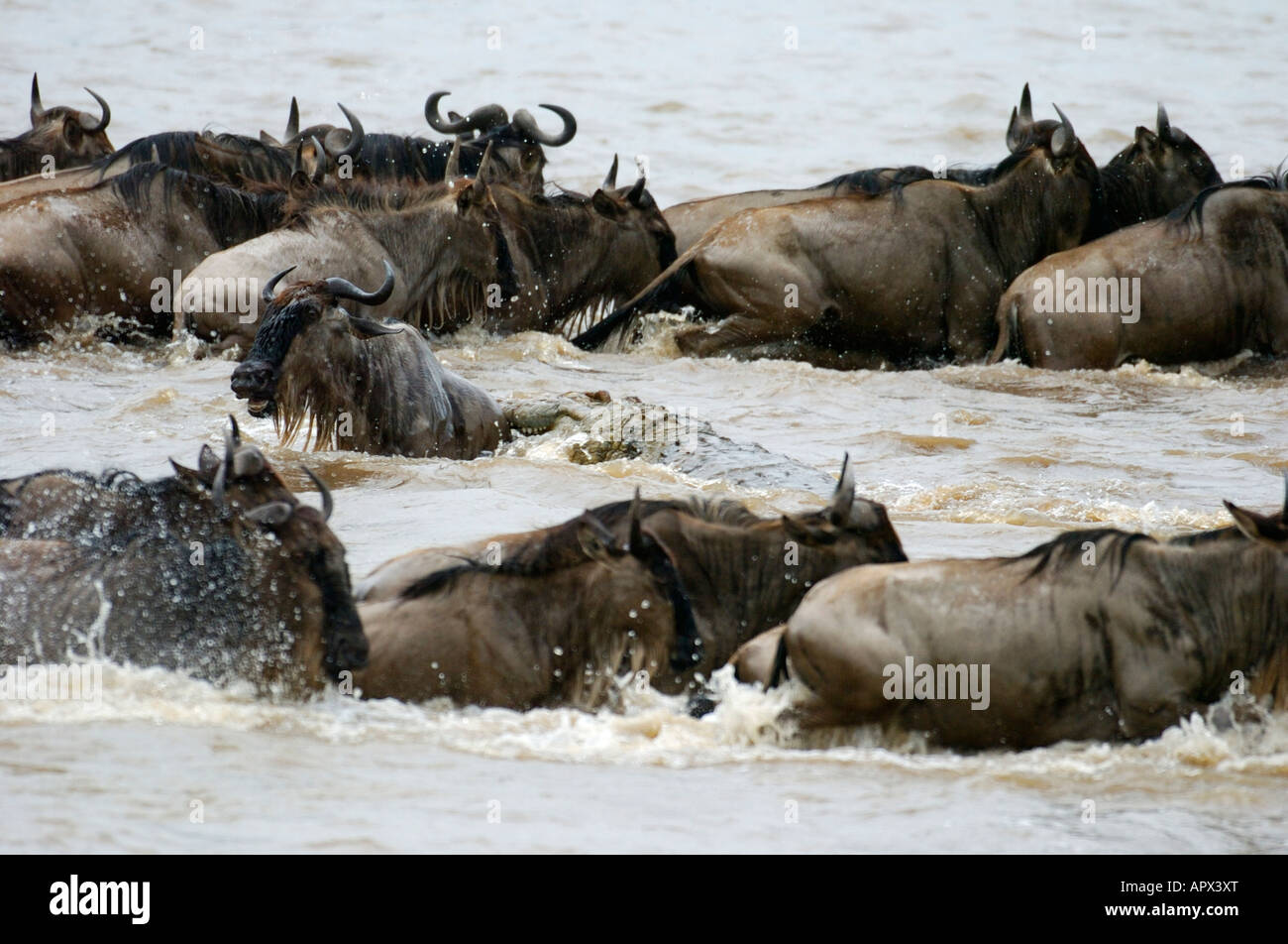 Ein großes Krokodil fängt ein Gnus von unter einer großen Gruppe, die Überquerung des Mara Flusses in jährlichen migration Stockfoto