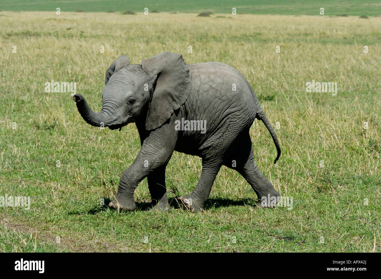 Elefant Youngster heben seinen Stamm, um die Luft zu schnuppern Stockfoto