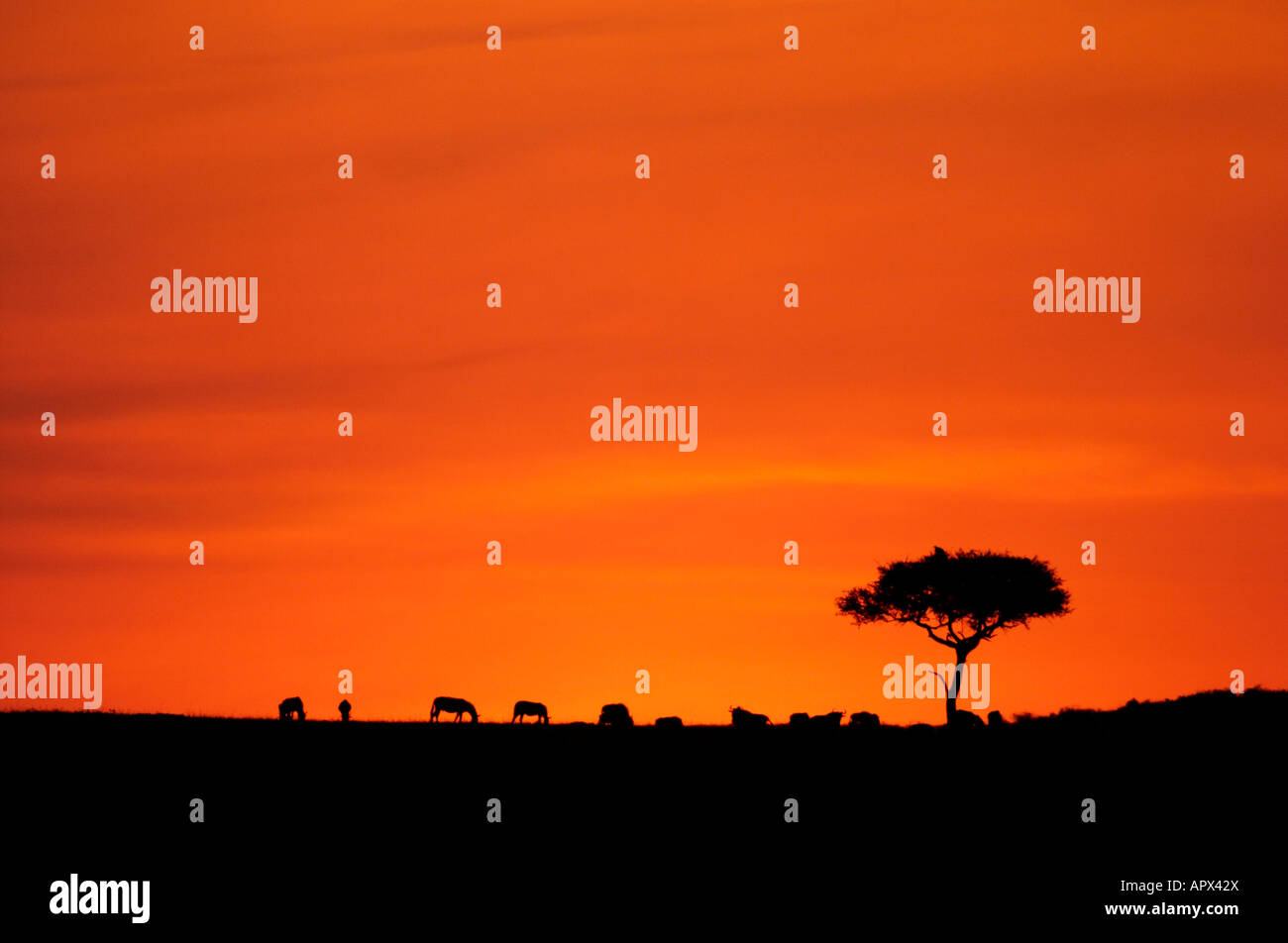Gnus und eine einsame Akazie am Horizont gegen den orangefarbenen Himmel der untergehenden Sonne Stockfoto