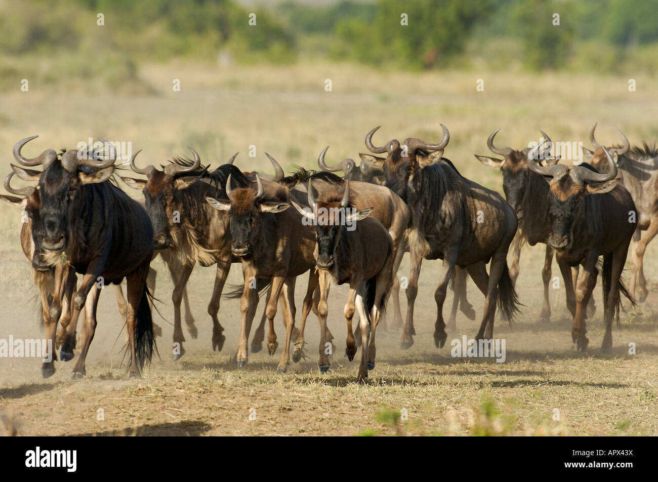 Herde von Gnus laufen in Richtung der Kameras während der jährlichen migration Stockfoto