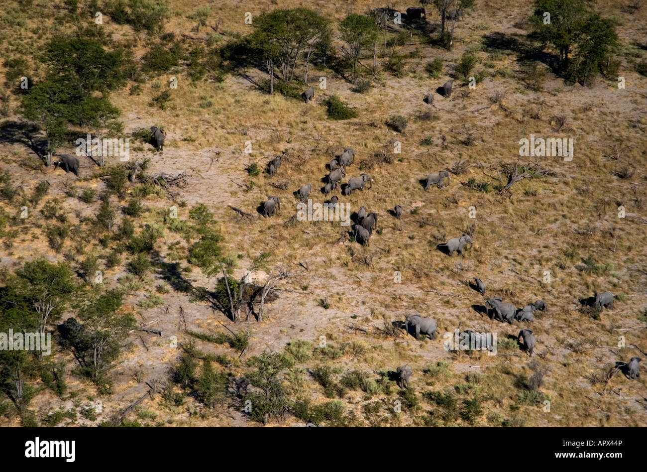 Luftaufnahme des großen Elefanten Herde zu züchten. Stockfoto