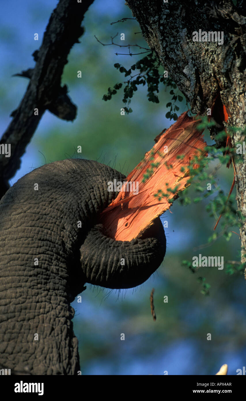 Nahaufnahme eines Elefanten (Loxodonta Africana) zieht ein Stück Rinde vom Stamm eines Baumes Acacia Nigrescens Stockfoto