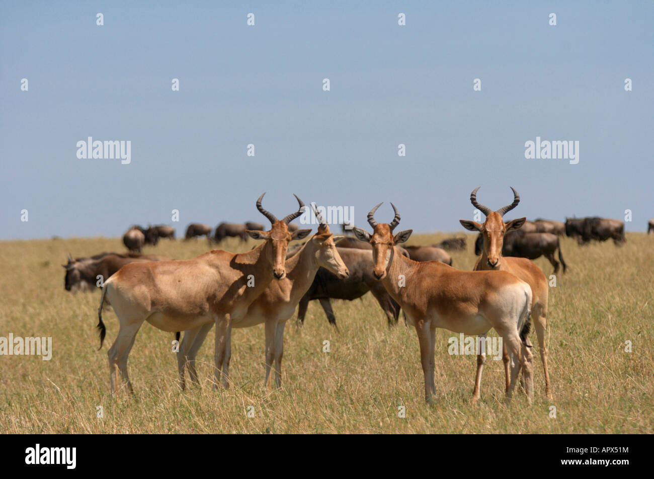 Colas Kuhantilopen Herde mit Gnus Beweidung im Hintergrund Stockfoto