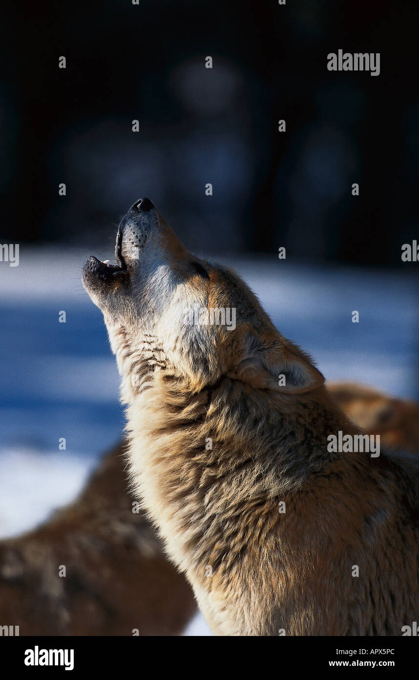 Heulender Wolf, Säugetier, Tier Stockfoto