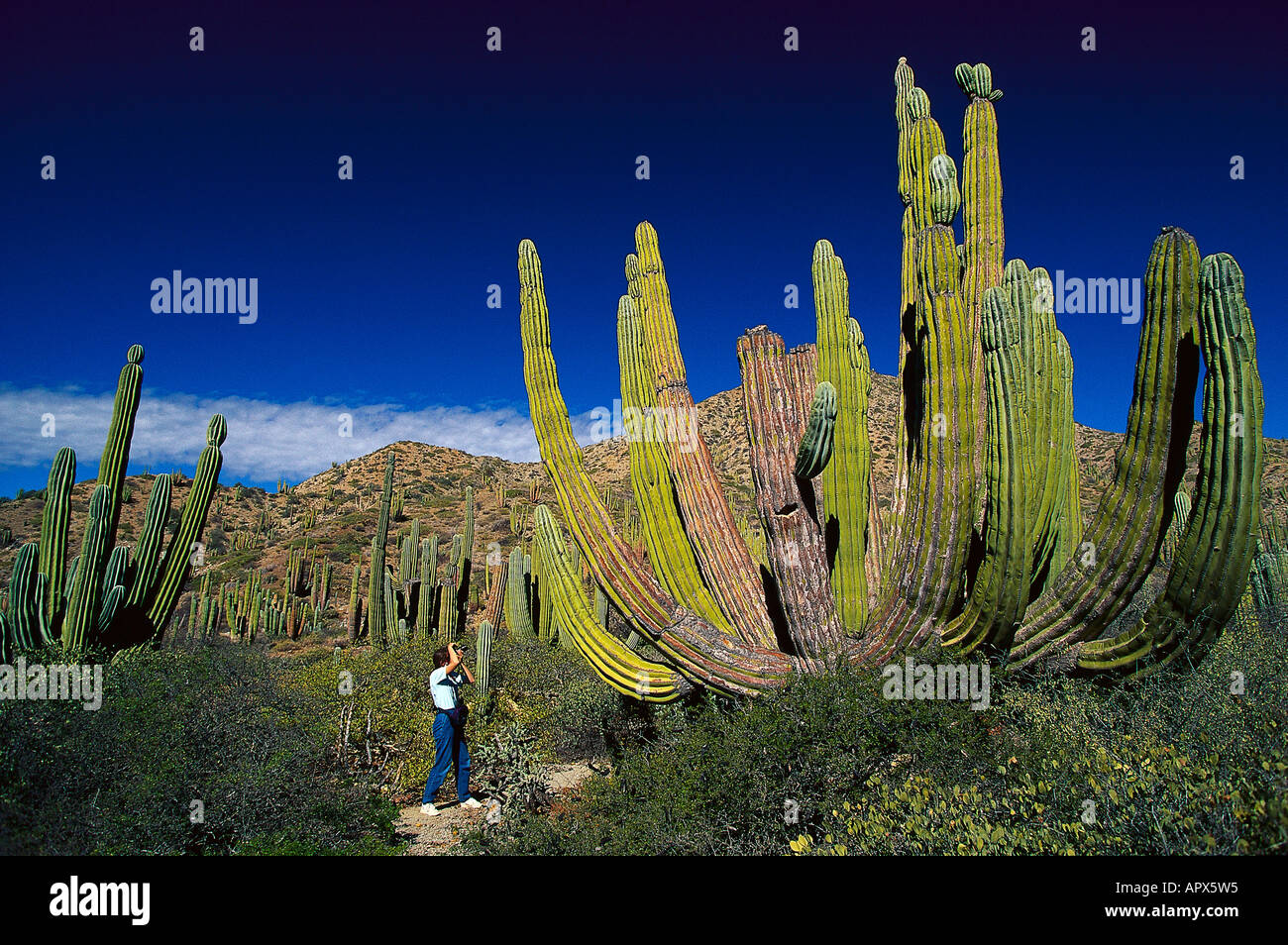Kakteen, Isla Katalanisch, Baja California Mexiko Stockfoto