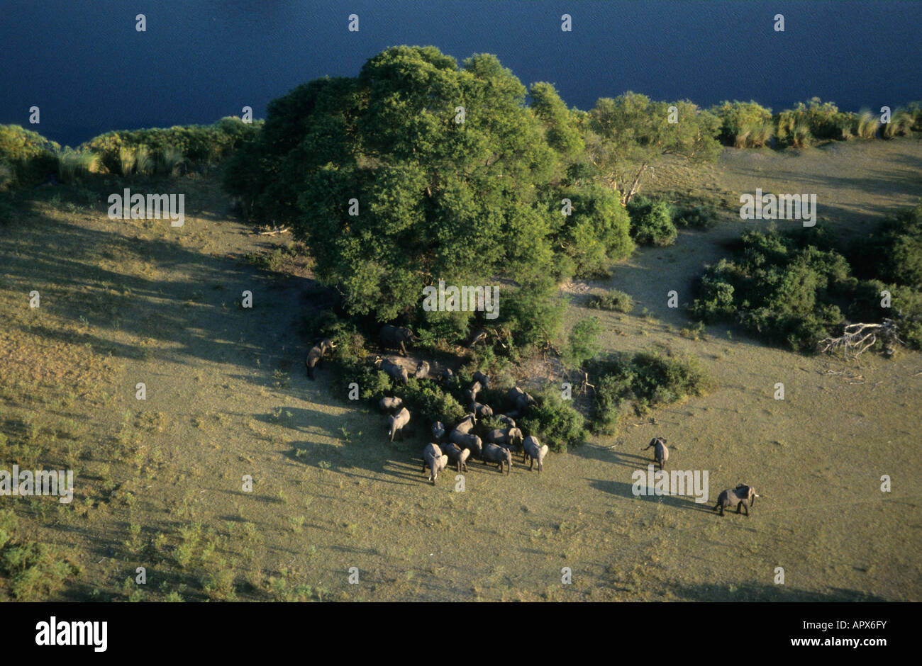 Luftaufnahme von einer Herde afrikanischer Elefant (Loxodonta Africana) am Rand des Wassers Stockfoto
