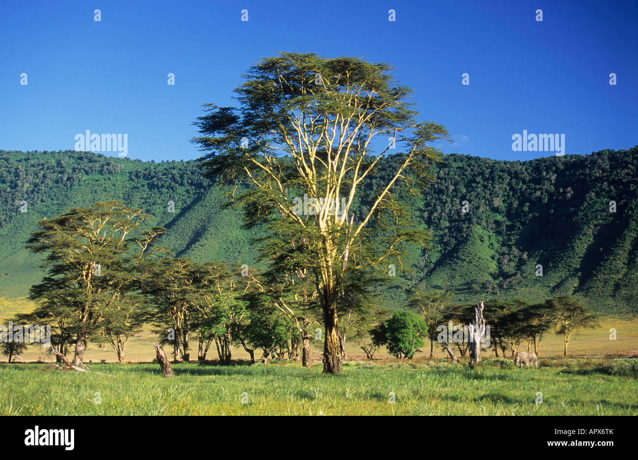 Malerische Aussicht auf Fieber Bäume in der Ngorongoro Crater mit ein einsamer Elefant (Loxodonta Africana) Fütterung in der Wiese Stockfoto