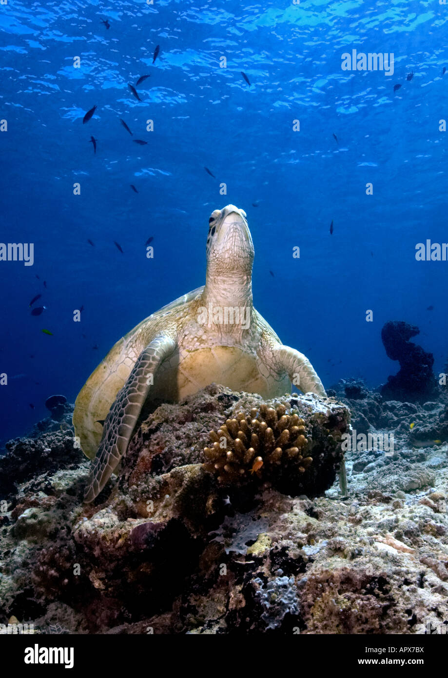 Die grüne Meeresschildkröte Erhebungen seines Reiches auf Sipadan Island, Malaysia. Stockfoto