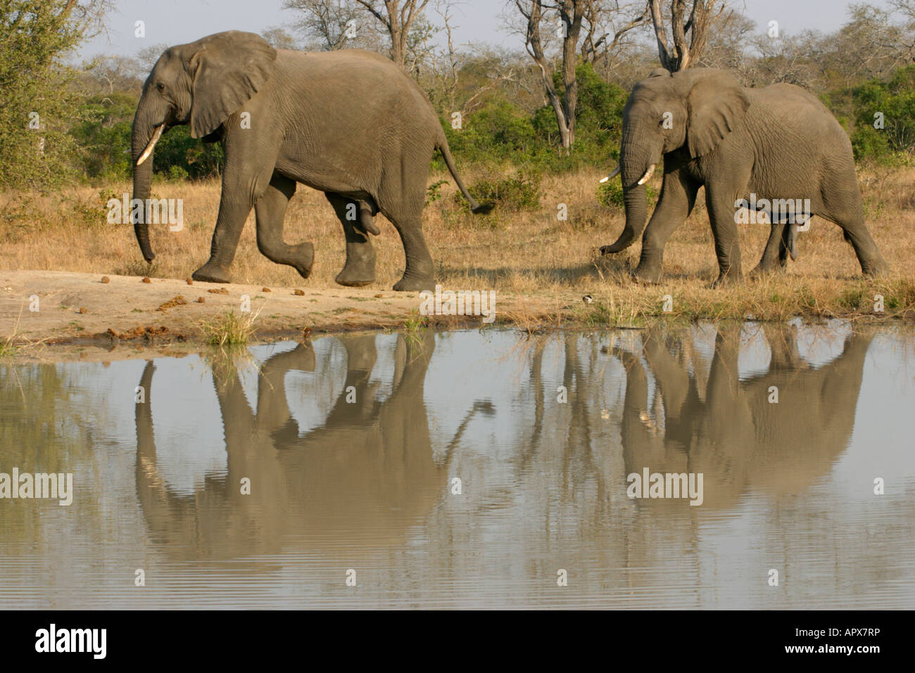 Zwei Elefanten Wandern Neben Einem Wasserloch Im Wasser Gespiegelt Stockfotografie Alamy