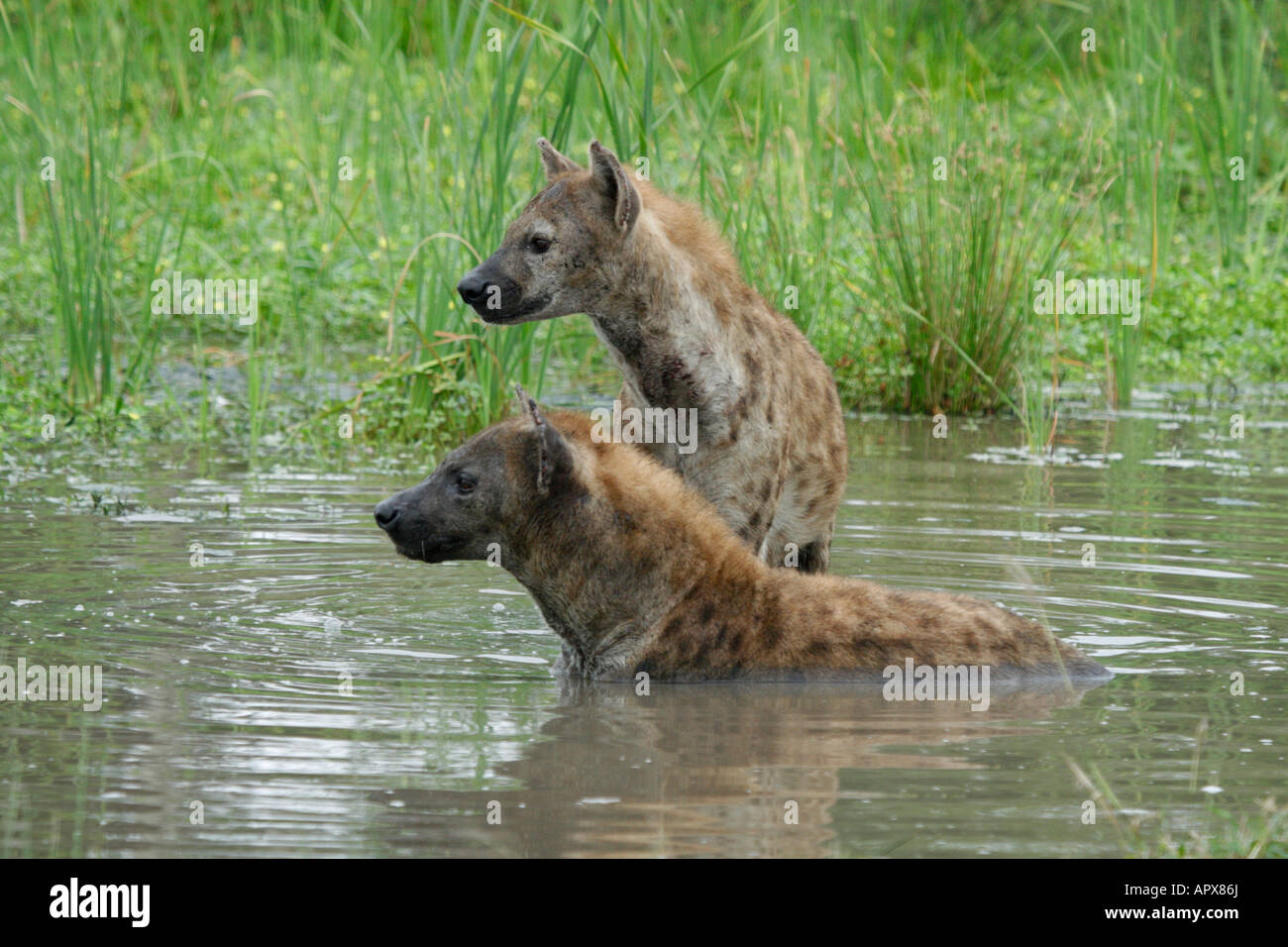 Gefleckte Hyäne paar waten im Bach Stockfoto