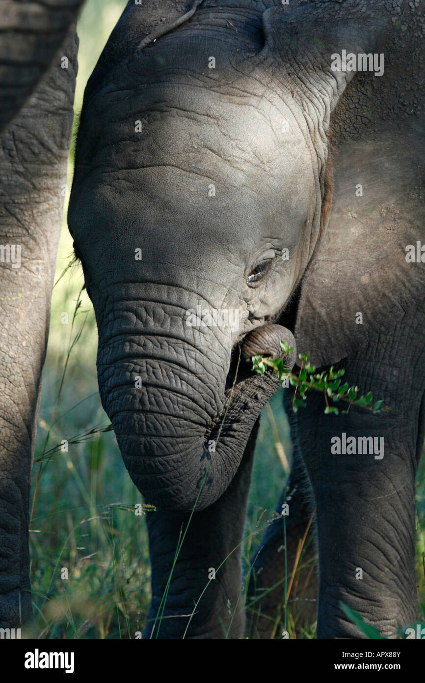 Elefantenbaby Fütterung auf die vegetation Stockfoto