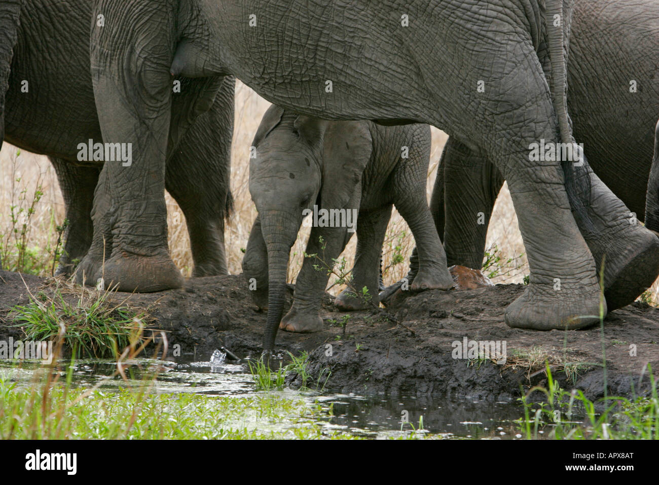 Elefantenherde mit einem Baby Elefanten stehen unter einem Erwachsenen Trinkwasser Stockfoto