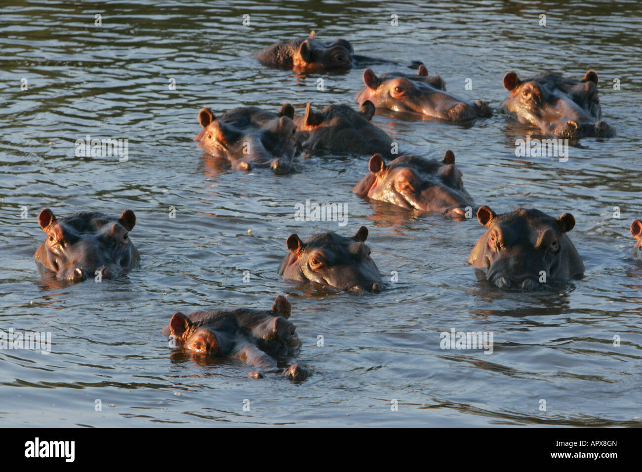 Herde von Hippo alle auf Augenhöhe in Wasser untergetaucht Stockfoto