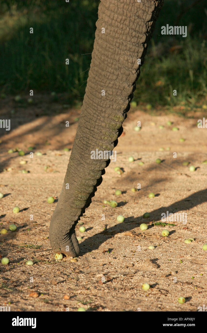 Nahaufnahme von einem Elefantenrüssel Abholung gefallenen Marula Frucht Stockfoto