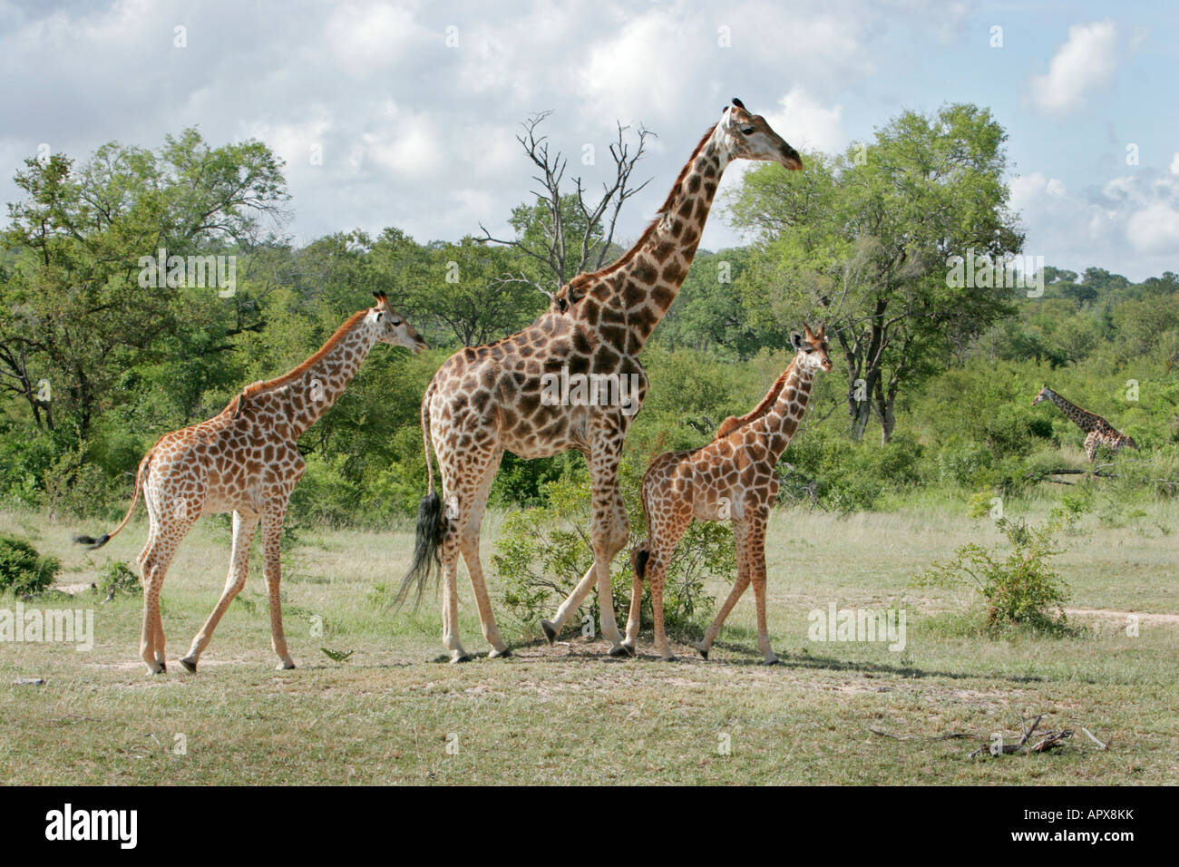 Giraffe mit zwei Jugendlichen Wandern im Bushveld-Umgebung Stockfoto