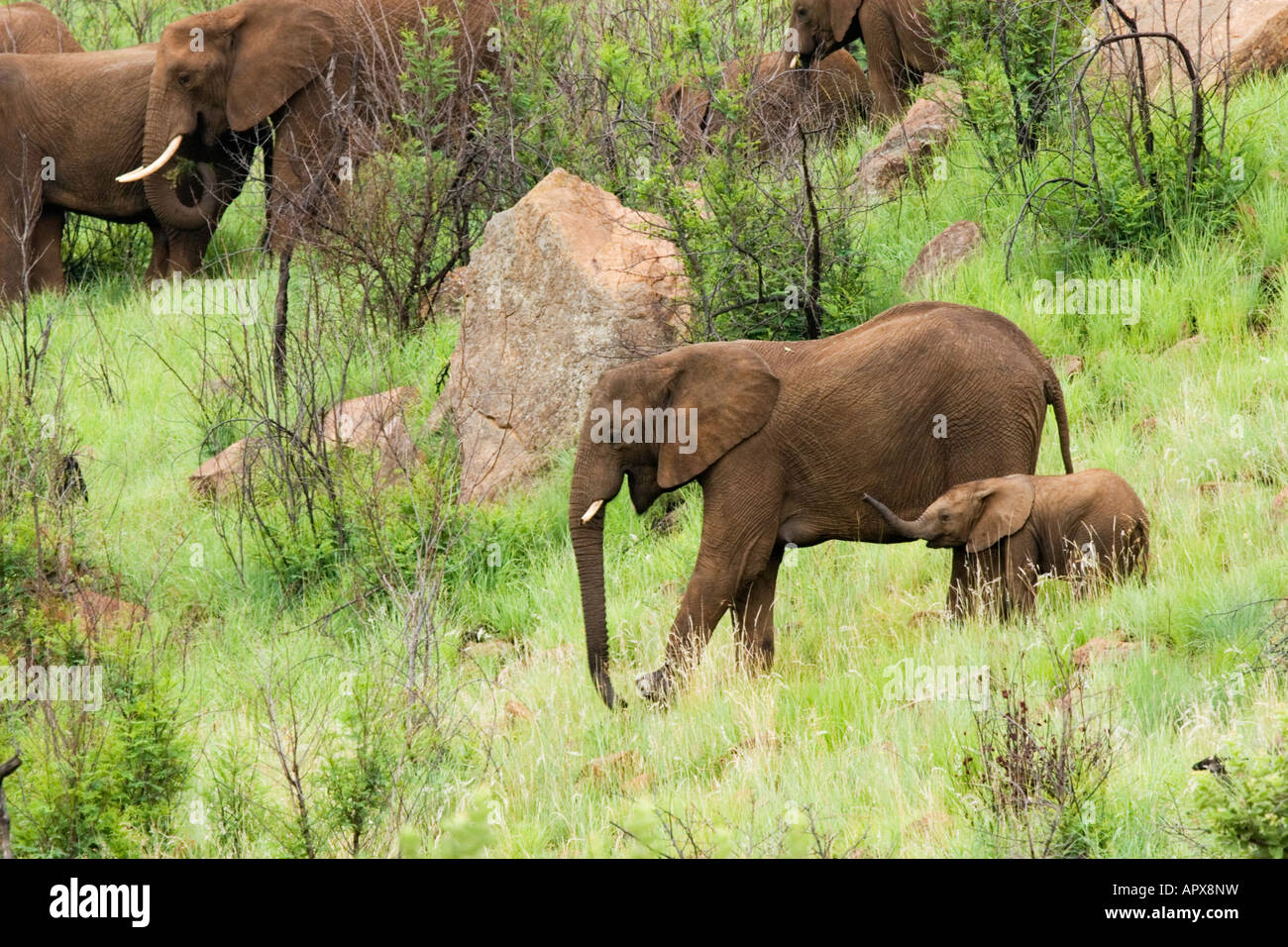 Mutter und Baby Elefant (Loxodonta Africana) Stockfoto
