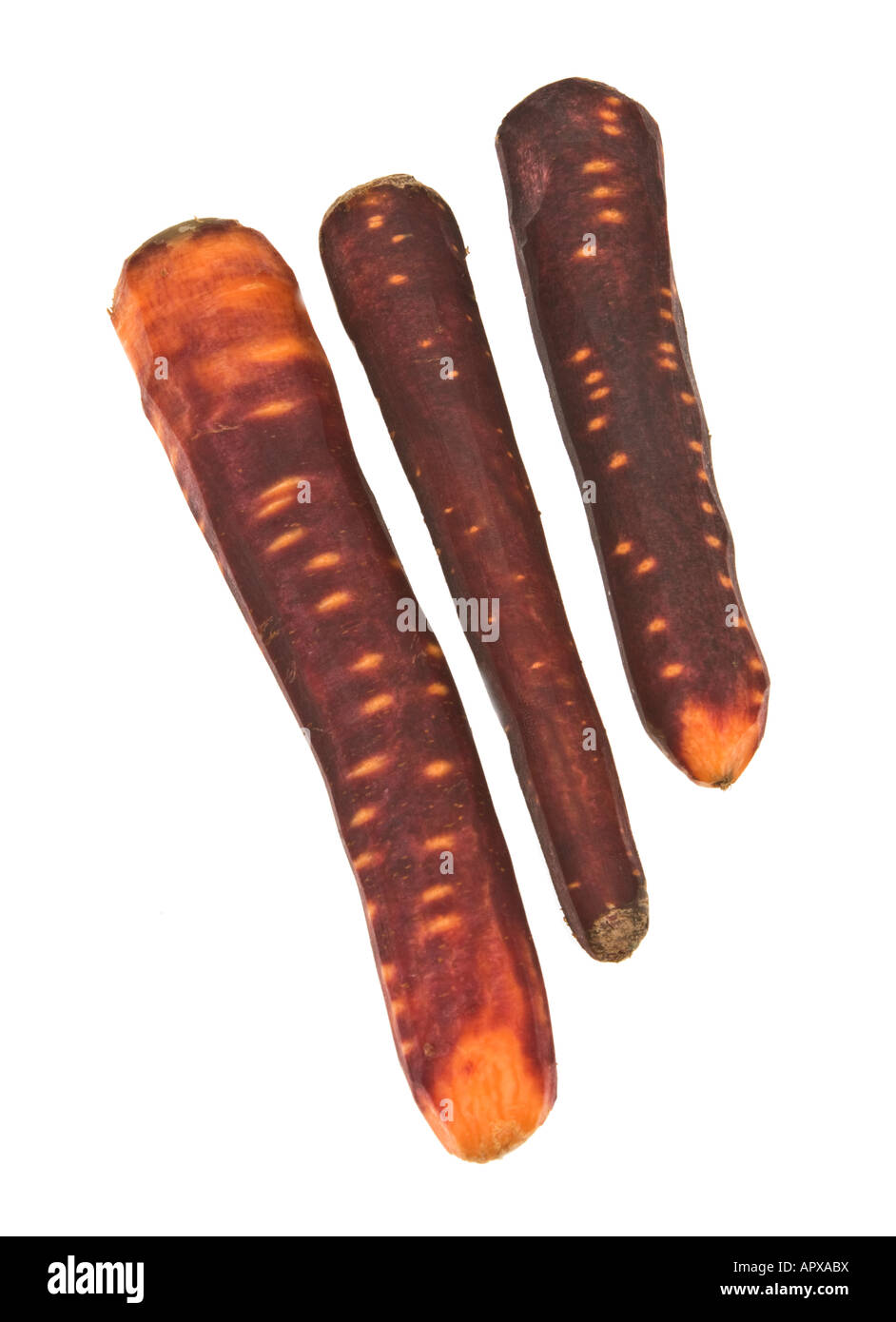 Karotten rot blau lila Lila lila Lavendel schwarz dunkel neue Art Art Sorte Wachstum Zucht auf weiß Stockfoto