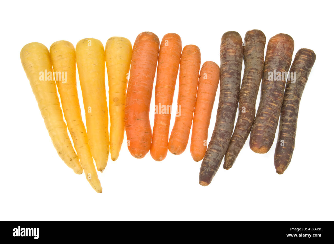 Möhren gelb orange rot blau lila Lila lila Lavendel schwarz dunkel weiß 3 drei Arten Art Sorte Wachstum Zucht auf weiß Stockfoto