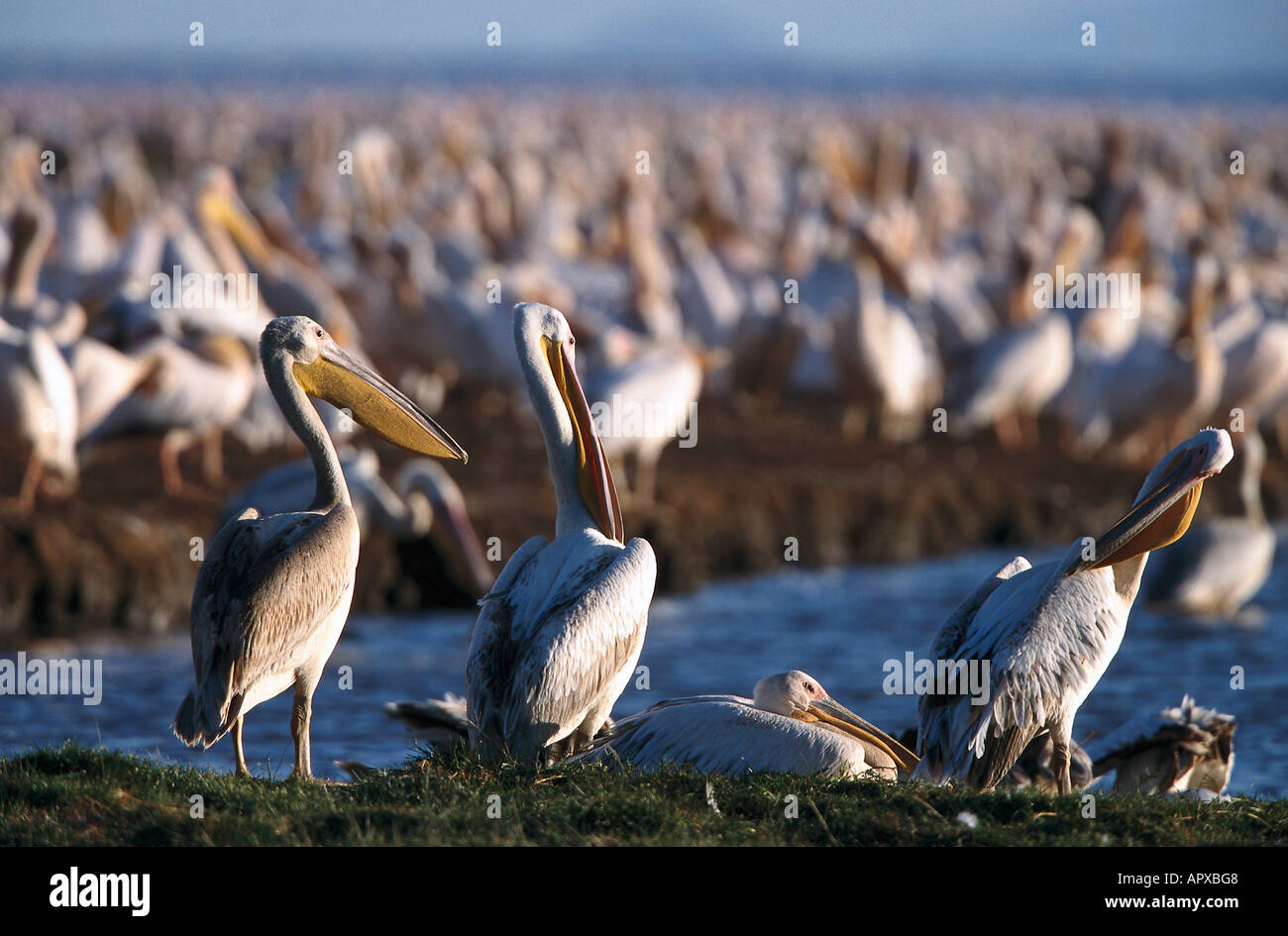Weiße Pelikane, Lake Manyara NP Tansania, Afrika Stockfoto