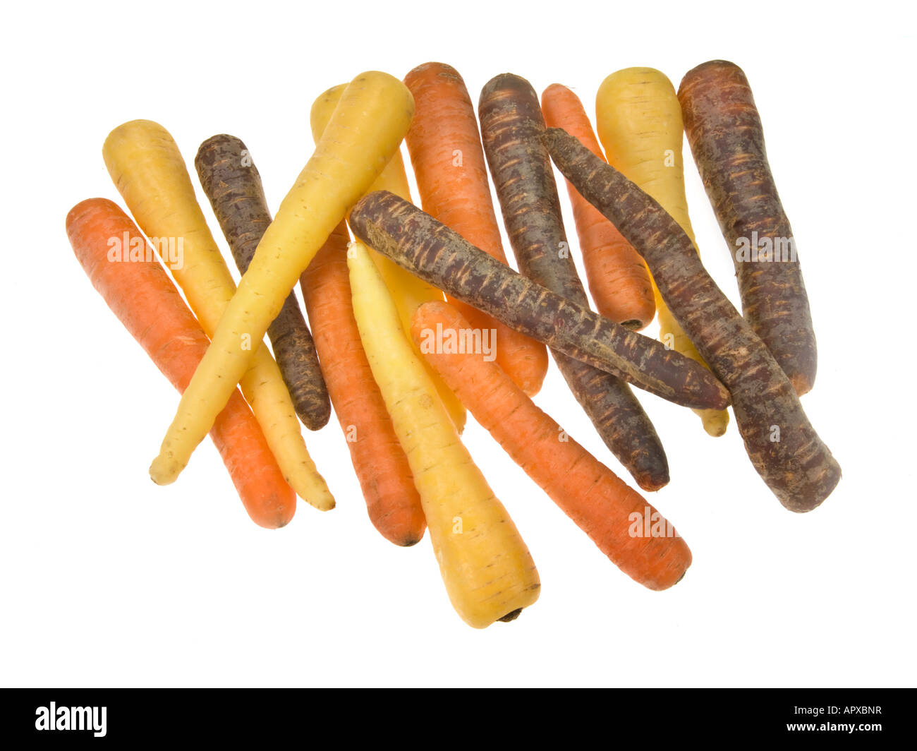 Möhren gelb orange rot blau lila Lila lila Lavendel schwarz dunkel weiß 3 drei Arten Art Sorte Wachstum Zucht auf weiß Stockfoto