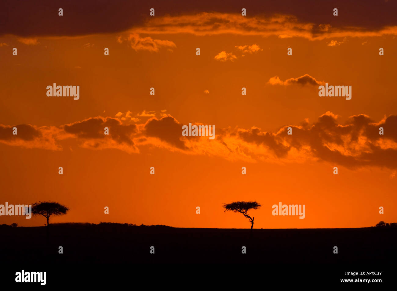 Roter Himmel Sonnenuntergang mit Bäumen Silhouette am Horizont Stockfoto