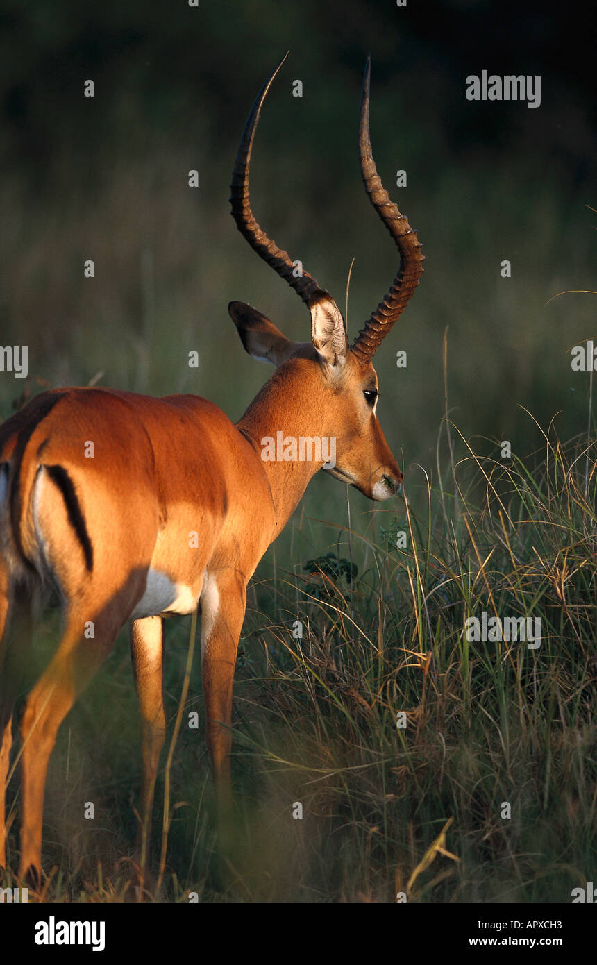 Impala, Serengeti Nationalpark, Tansania, Ostafrika Stockfoto