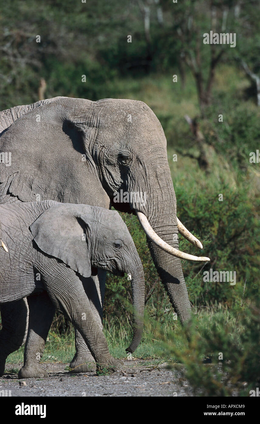Afrikanischer Elefant mit Jungtier, Serengeti Nationalpark, Tansania, Afrika Stockfoto