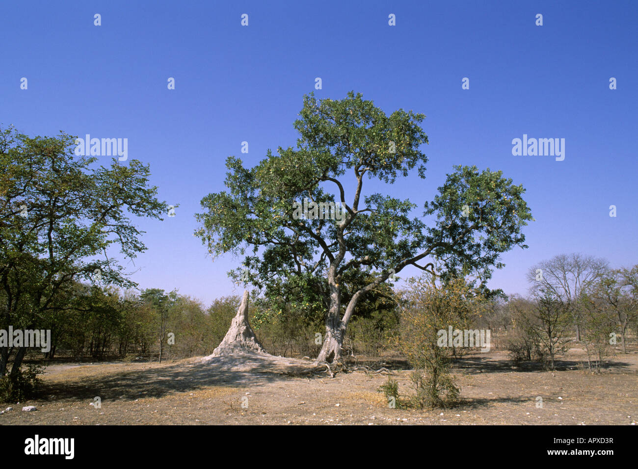 Savannenlandschaft mit Bäumen in der Nähe von Maun Stockfoto