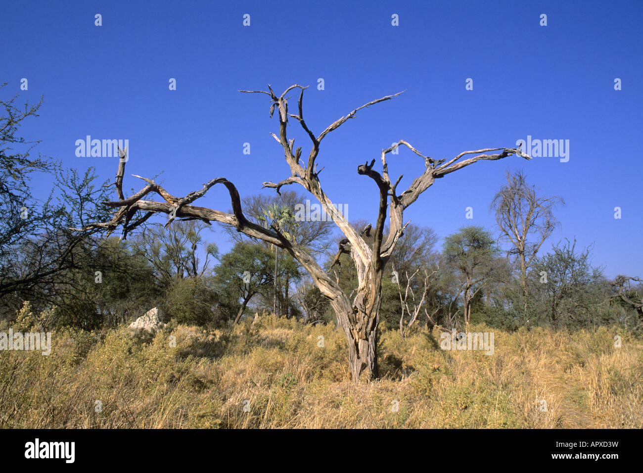 Savannenlandschaft mit toter Baum in der Nähe von Maun Stockfoto