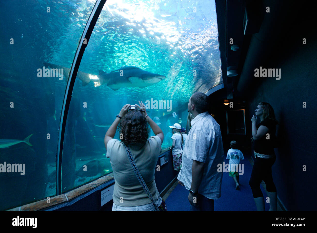 Besucher das Two Oceans Aquarium beobachten einen großen Hai im begehbaren Becken schwimmen Stockfoto