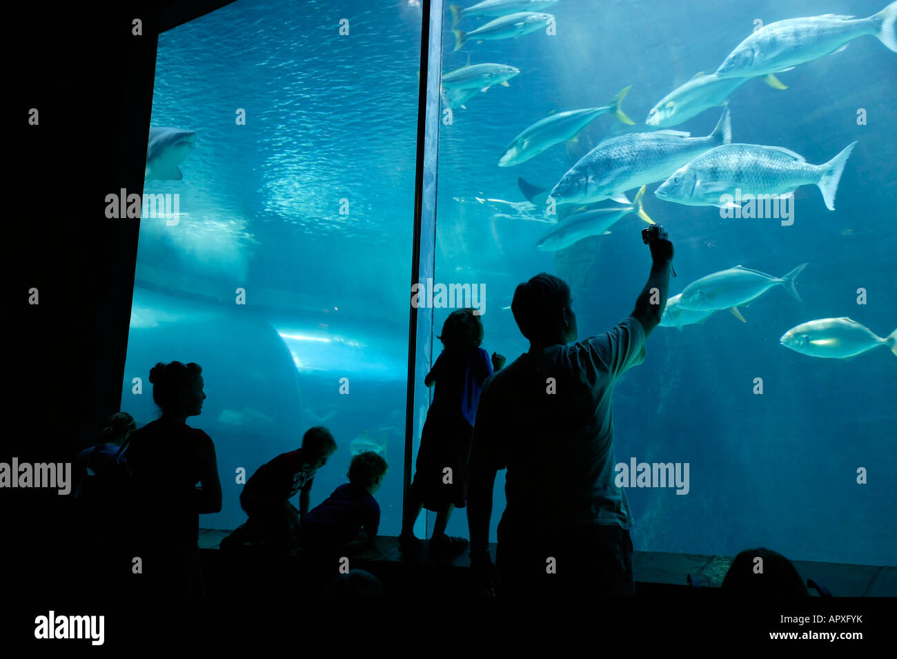 Besucher auf das Two Oceans Aquarium blickte bei großen Meerwasserfische Stockfoto