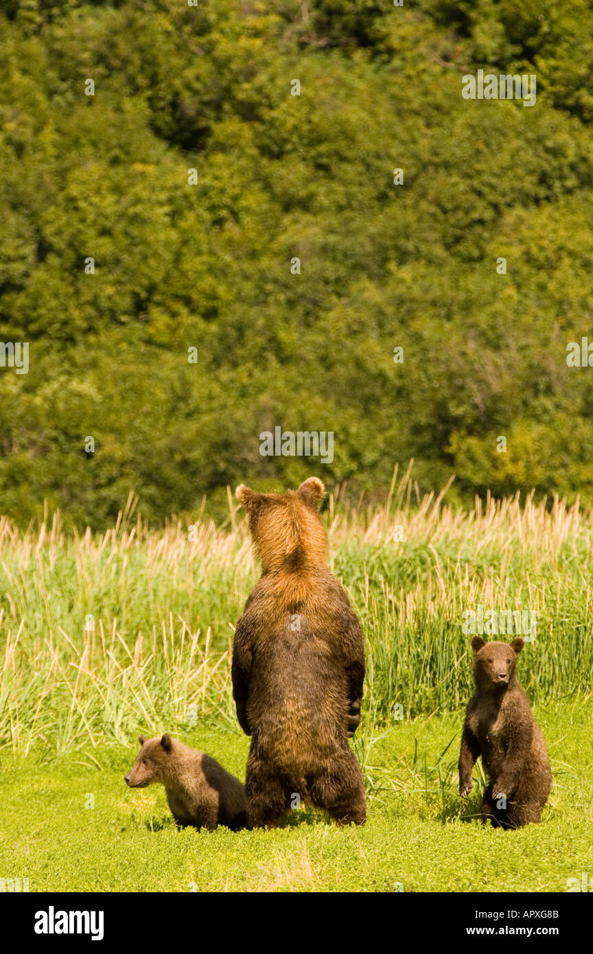 USA ALASKA geographischen Punkt Katmai Nationalpark Braunbär säen und Cubs in Alarmbereitschaft Stockfoto