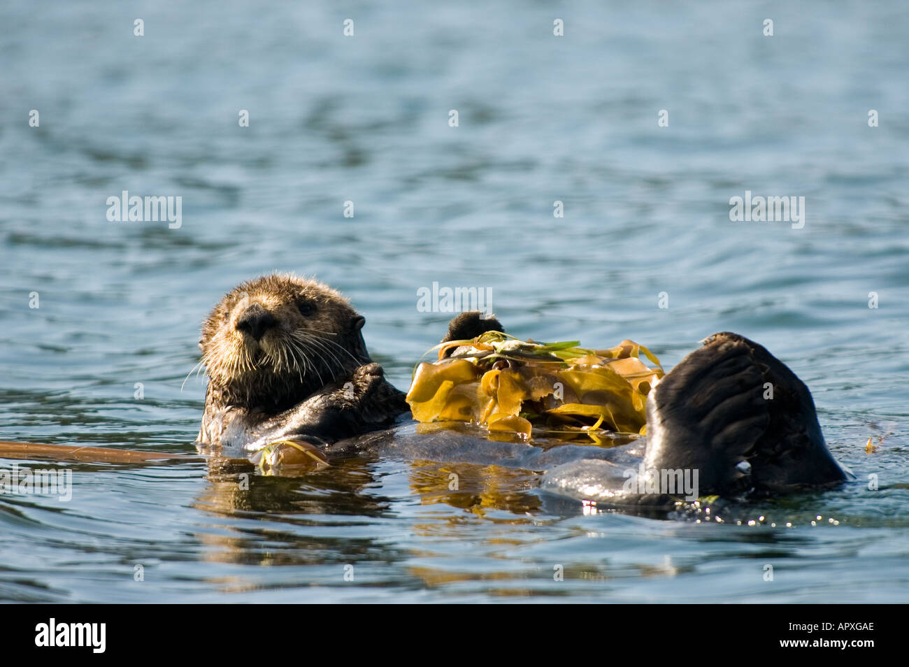 Sea Otter ruht auf Seetang Bett im Kachemak Bay in der Nähe von Homer, alaska Stockfoto