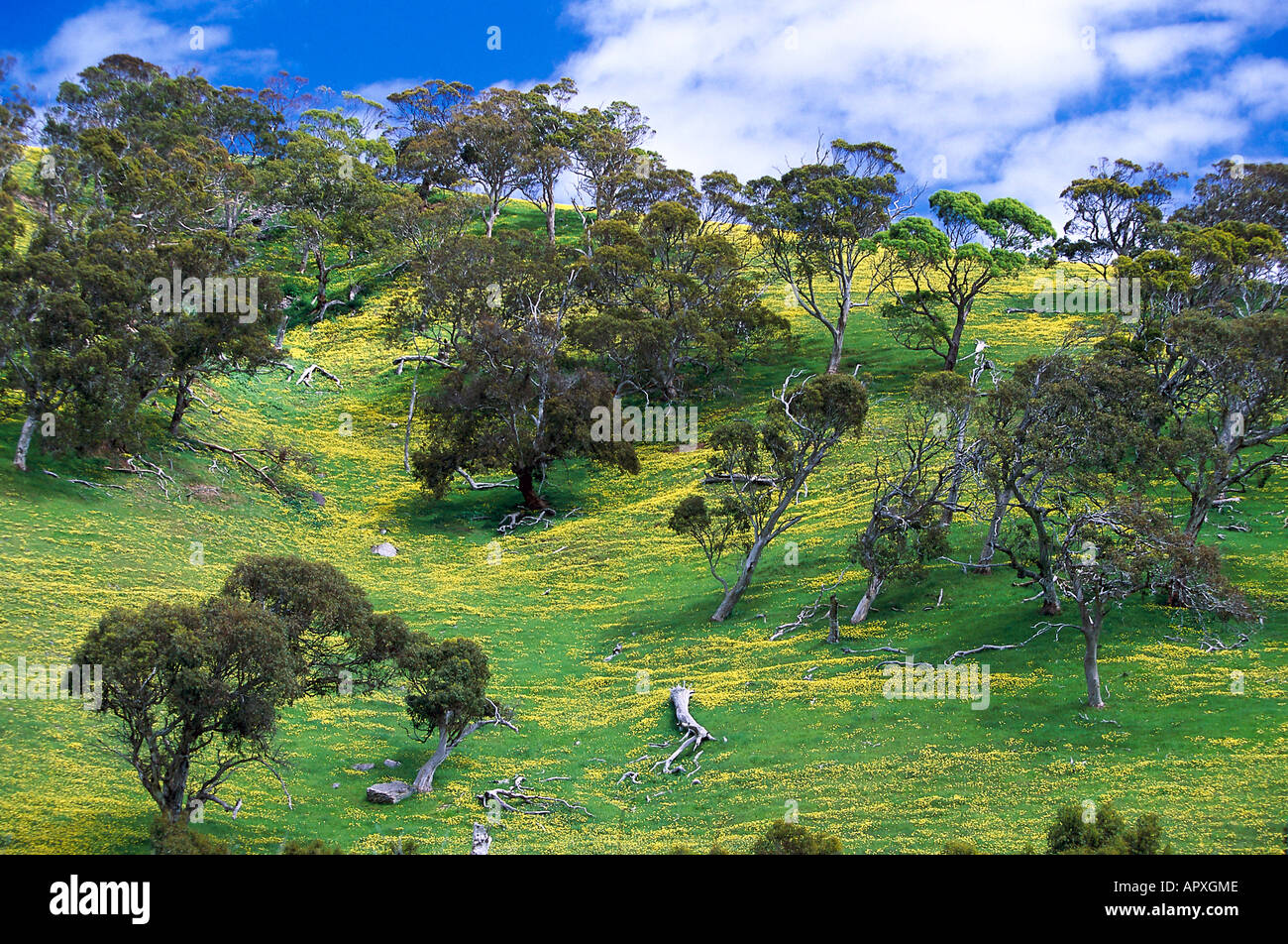 Blühende Wiese, Fleurieu Peninsula South Australia Stockfoto