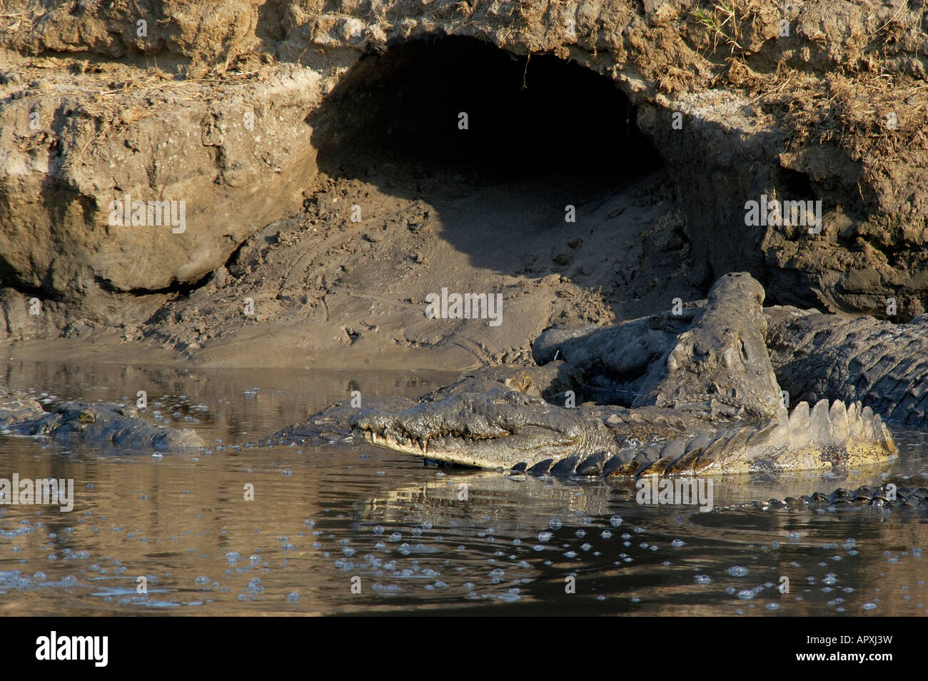 Nil-Krokodile nahe dem Eingang zu einer Höhle in den Banken von einem Flussbett, wo sie überwintern werden, ausgegraben Stockfoto