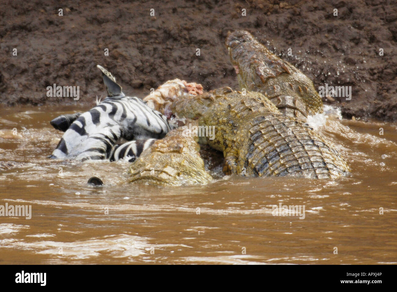 Nil Krokodile fest auf ein Zebra gefangen, während eine Überquerung des Mara Flusses, während die jährliche Wanderung der Gnus Stockfoto