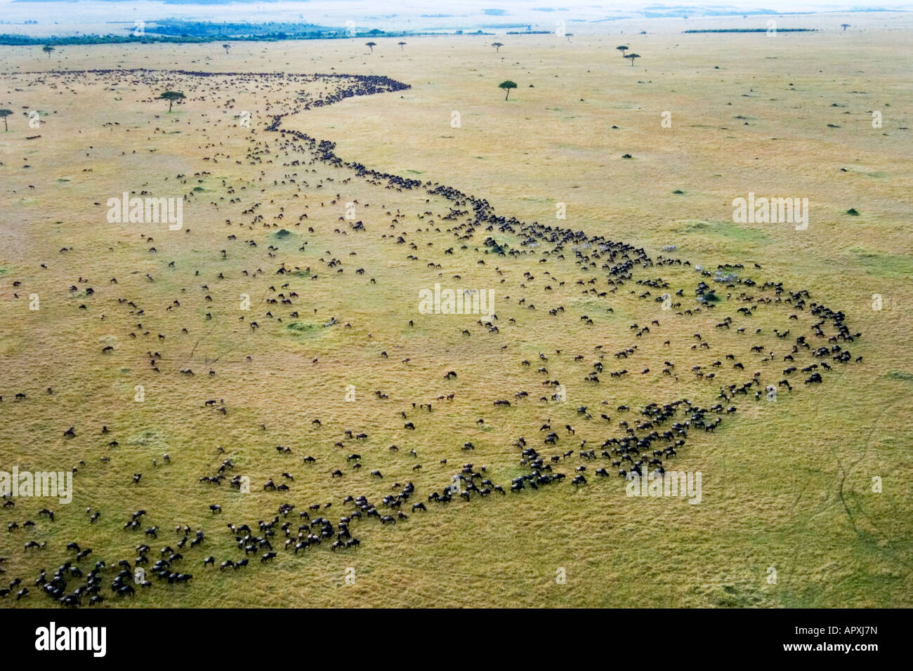 Luftaufnahme des riesigen Herde Gnus auf jährlichen Wanderung Stockfoto