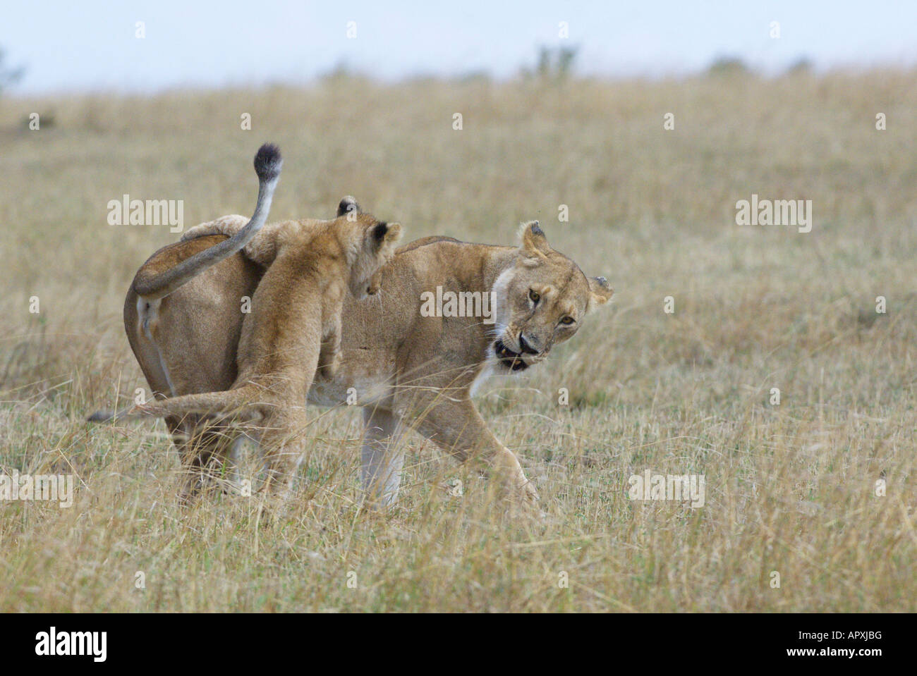 Löwenjunges springen spielerisch bis auf eine Löwin die zurück dreht, Knurren (Panthera Leo) Stockfoto