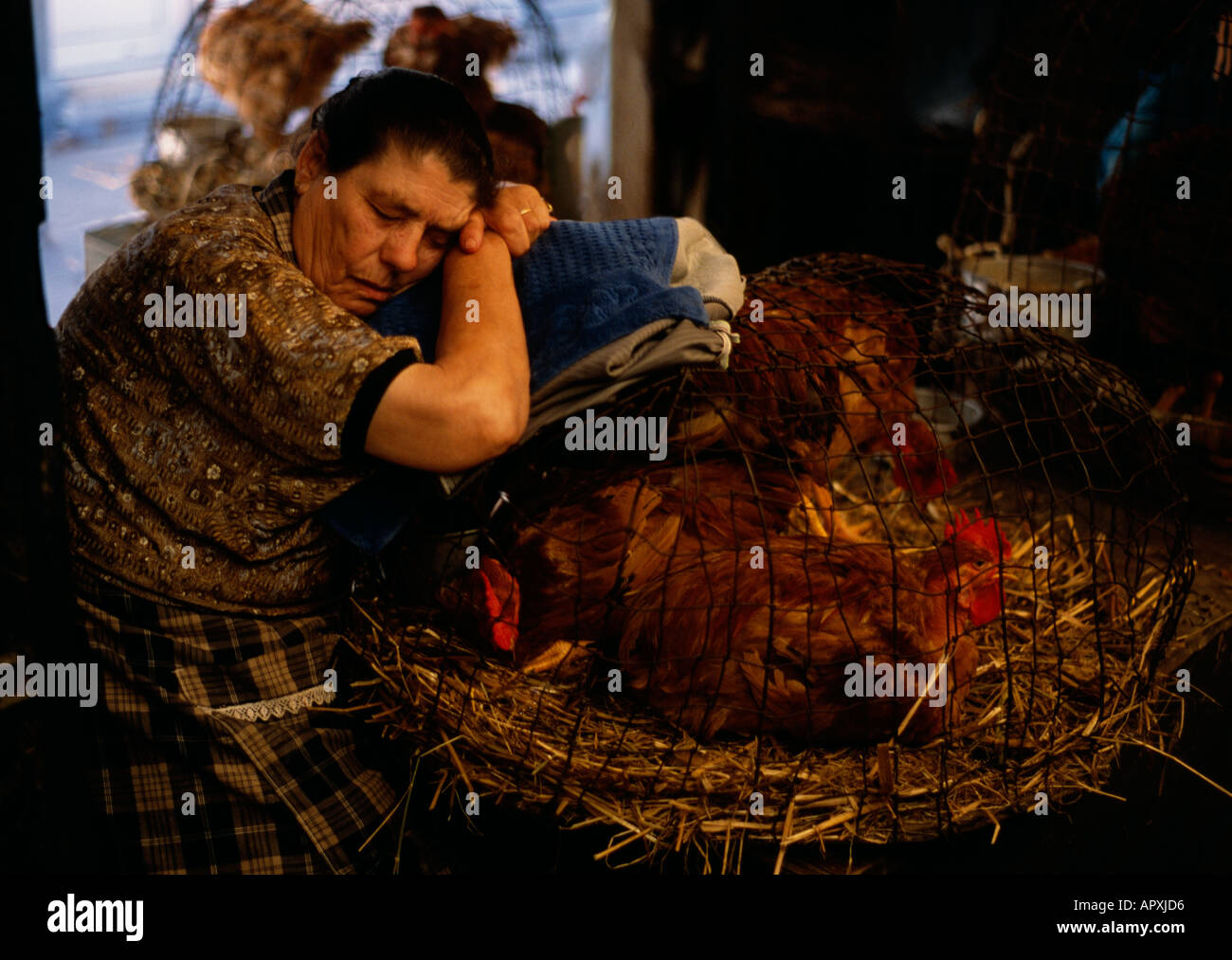 Alte Frau ruht Kopf auf Korb von Hühnern im portugiesischen Markt. Stockfoto