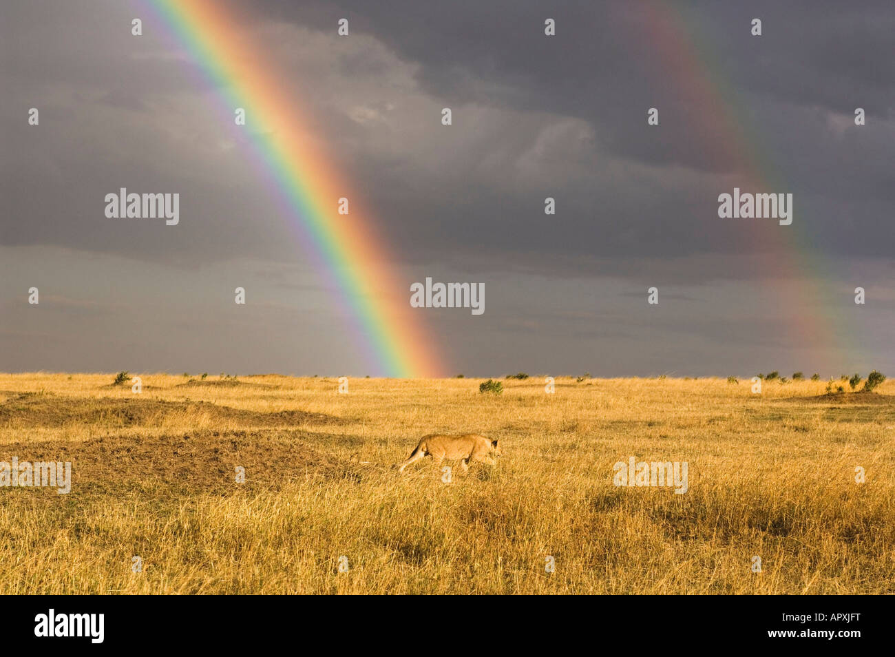Lion stalking ein Trockenrasen und doppelter Regenbogen (Panthera Leo) Stockfoto