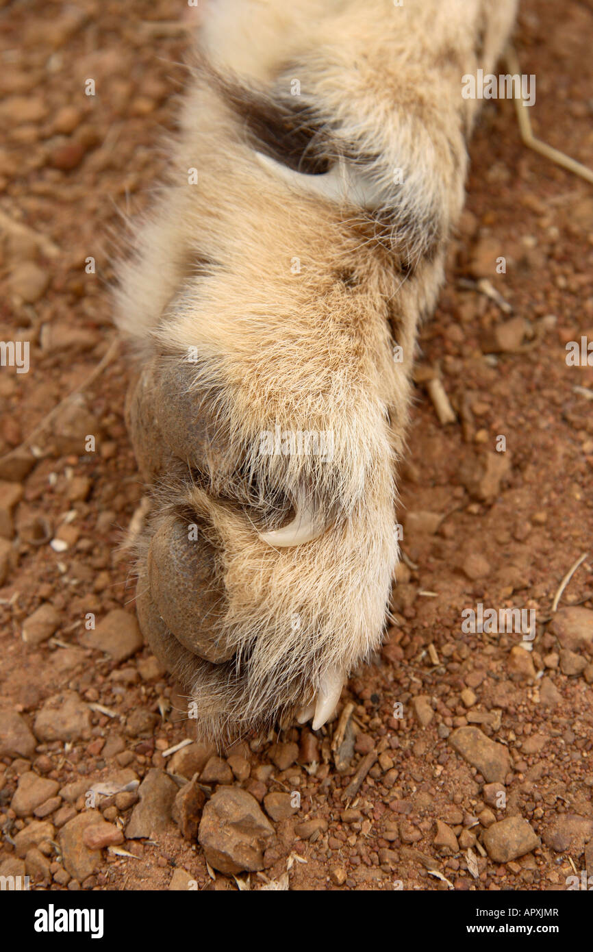 Gepard Pfote nicht einziehbaren Krallen zeigen Stockfoto